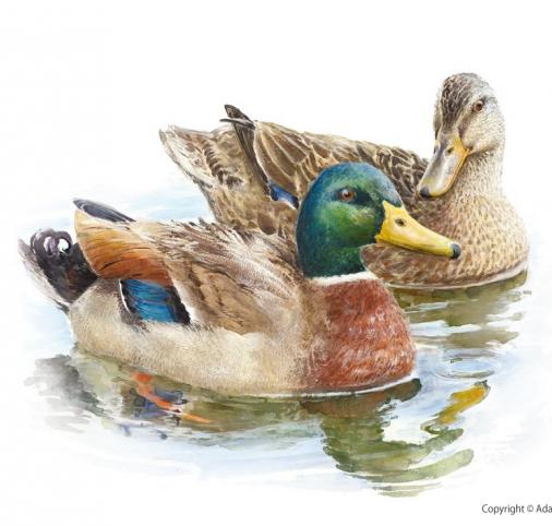 Mallard / Wild duck