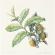 Herbata / Camellia sinensis