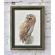 Tawny owl / Puszczyk