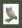 Scops owl