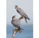 Falcons Peregrinus / Sokoły wędrowne / Falcons