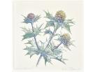sea holly