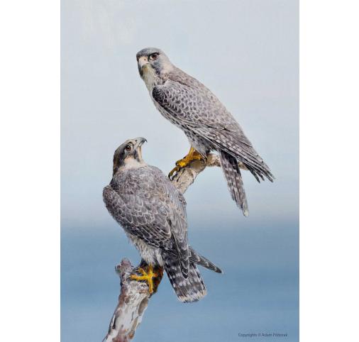 Falcons Peregrinus / Sokoły wędrowne / Falcons