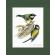Great Tit