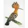 Hoopoe