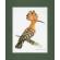 Hoopoe