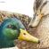 Mallard / Wild duck