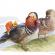 Mandarin duck