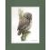 Pygmy Owl