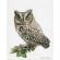 Scops owl