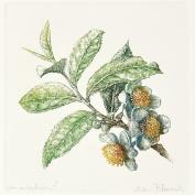 Herbata / Camellia sinensis