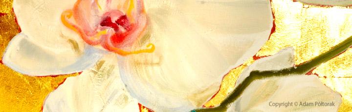 orchid orchidea Patrycja Poltorak Półtorak